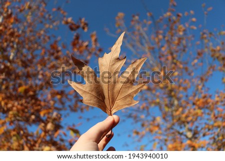 Hand holding a dry leaf. Blue sky and dried leaves on tree branch.  Autumn background photo. 
