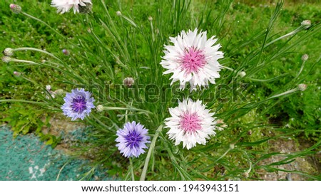 white and light violet cornflower