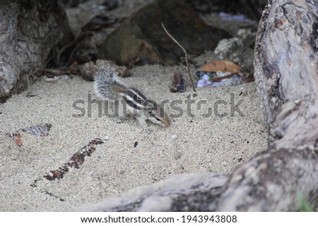 Squirrel running along a sand.  Beautiful ground squirrels.