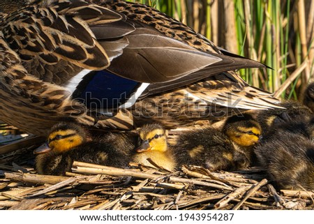 Close up macro low level view of mallard duck family with Hen and young Ducklings on reed nest