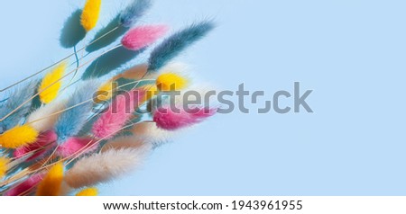 flower lagurus fluffy on colored background frame