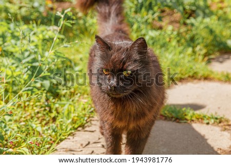 Funny portrait of long haired domestic brown kitten on green backyard background. Black cat walking outdoors in garden on summer day. Pet care health and animals concept