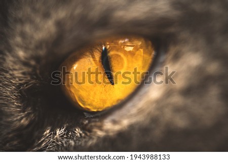 Yellow cat eye close-up photo, macro photography. High quality photo
