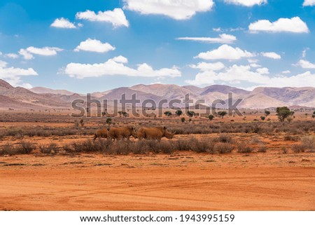 Black rhinos in the evening light at the savana in Namibia, background mountain landscape with blue sky and clouds Royalty-Free Stock Photo #1943995159