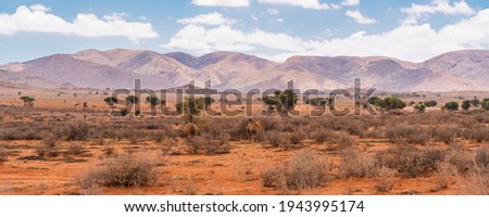 Black rhinos in the evening light at the savana in Namibia, background mountain landscape with blue sky and clouds, panorama Royalty-Free Stock Photo #1943995174