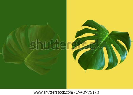 Green and yellow graphic background picture with tropical monstera leaf