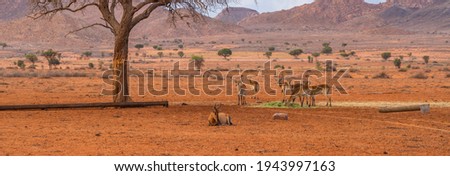 A group of Kudus at the Namib Naukluft National Park in Namibia, background mountain landscape