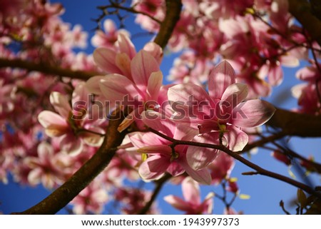 Beautiful pink magnolia blossoming in spring