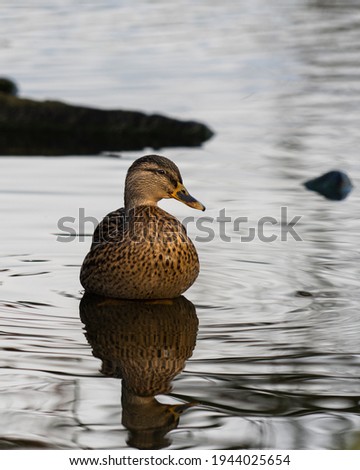 Colourful golden duck sat on a stone in a lake