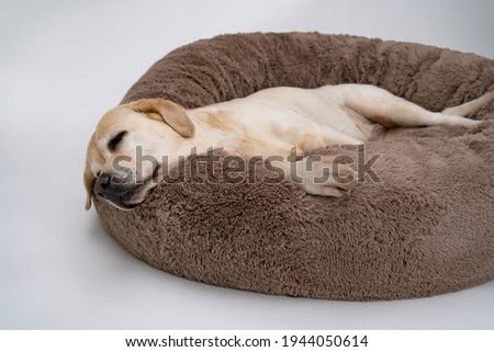 A cute yellow Labrador is lying on the dog bed. Light background. The dog sleeps on the Plush Fleecy Pet Cave Royalty-Free Stock Photo #1944050614