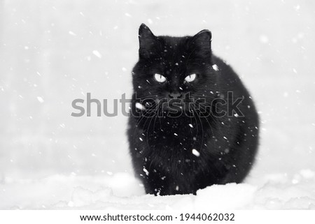 black cat and snow, snowfall.