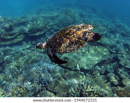 A big sea turtle in Indian Ocean. Corals at background.