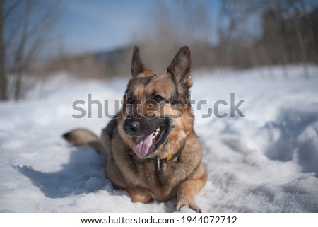 The dog walks through the snowdrifts. The German Shepherd is a good friend with whom to spend a great time on a walk on a sunny spring day.