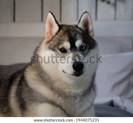 Beautiful brown and blue eyed husky in the studio 