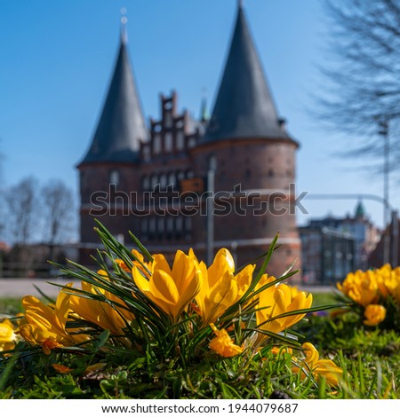yellow crocuses bloom in spring and in the background is Lübeck Holsten Gate