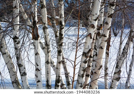 Bromont Quebec, Canada birches forest in winter time season