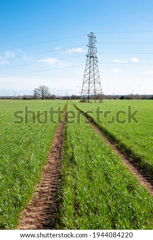 Tractor lines in anew crop field