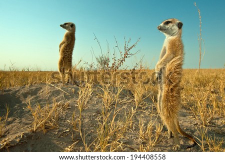 Close up wide angle image of Meerkat pair standing alert in natural environment