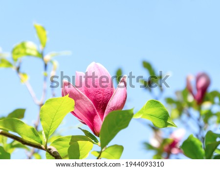 Blooming branch of magnolia on a background of blue sky in spring, spring floral background with magnolia flowers.