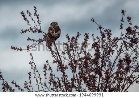 A common buzzard on the tree