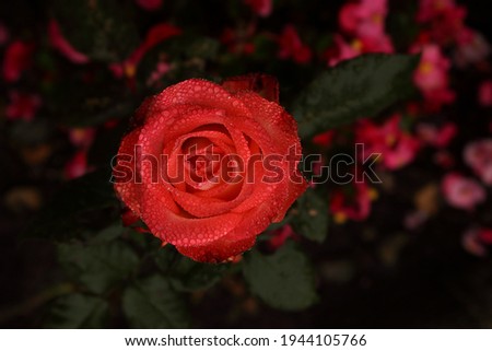Close up beautiful pink rose .Without people. Red rose as a natural background
.Valentine's day. Bushes of bright blooming roses on sunny day. Natural floral background. Raindrops on the petals. 