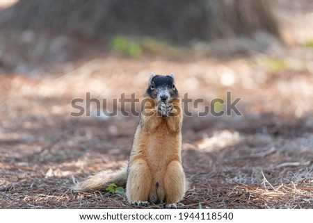 Fox squirrel Sciurus niger perches on the ground and eats a nut in Naples, Florida.