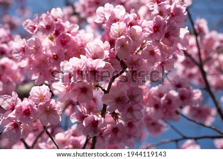 Blossoming cherry flower with blue sky background. Sign of spring