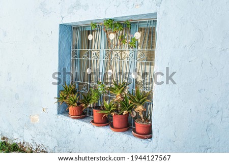 Four flower pots by the window