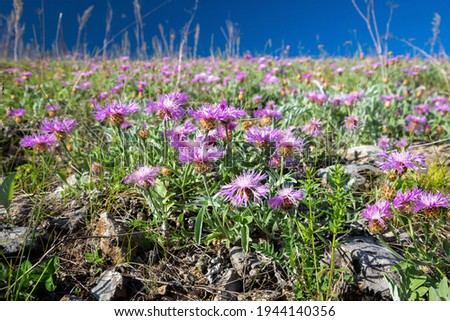 Close-up of siberian purple flowers of cornflower among the herbs on a mountainside on a summer day against a blue sky