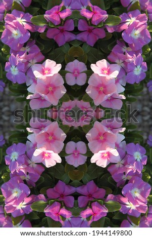 abstract of vinca plants with bright pink and purple flowers 9937