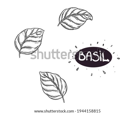 Hand drawn sketch black and white set of basil, leaf. Vector illustration. Elements in graphic style label, sticker, menu, package. Engraved style illustration. Royalty-Free Stock Photo #1944158815