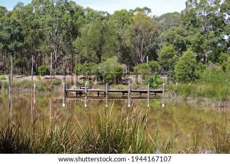 Wooden pier on suburban wetland brown murky lake pond with green eucalyptus trees in background on sunny autumn day