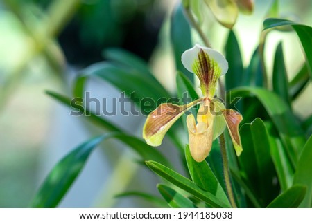 Paphiopedilum orchids flowers bloom in spring lunar new year 2021 adorn the beauty of nature, a rare wild orchid decorated in tropical gardens
