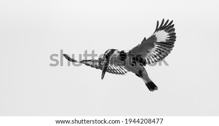 Pied Kingfisher Flying on Sky. Bird Pied Kingfisher Stock Image.