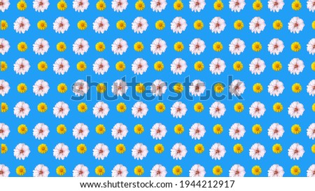 seamless background of sakura flowers isolated on blue, horizontal layout