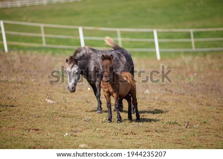 a pony with a foal grazing at a horse farm
