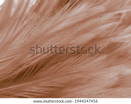 Beautiful abstract orange and white feathers on white background, soft brown feather texture on white pattern background, yellow feather background, light brown texture