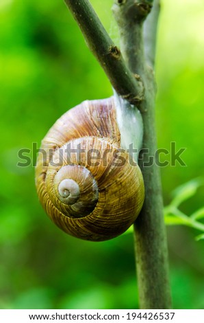 Snail sleeping on a twig