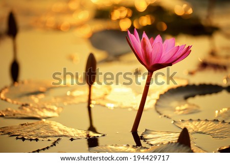 Sunshine rising lotus flower