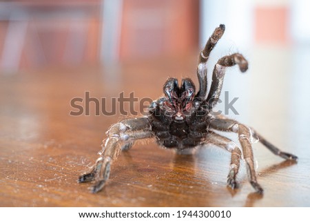 Pretty male Johnson's jumping spider