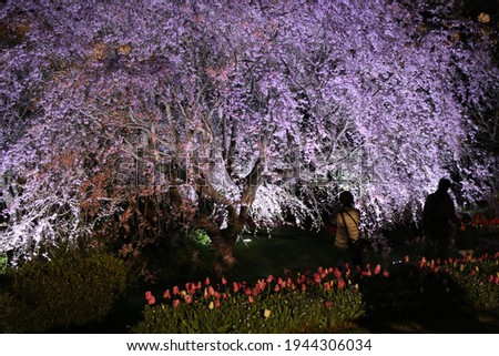 Illuminated night cherry blossoms in Japan
