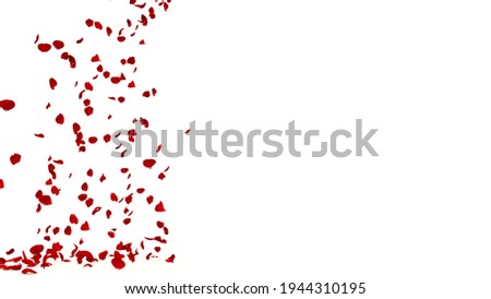 Red rose petals fly from the side and fall to the floor. Banner format. Free space for your ideas, design. White isolated background
