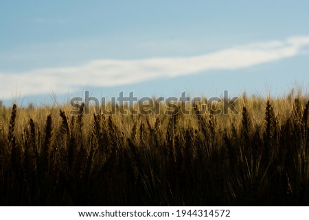 Wheat field shining in the setting sun
