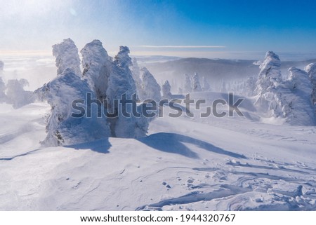 Cold winter morning in mountain foresty with snow covered fir trees. Beauty of nature concept background. Jeseniky mountain in czech