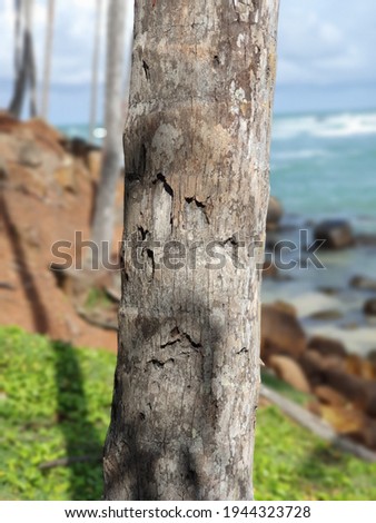 Brocken old tree in near beach 