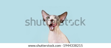 Funny hungry sphynx cat licking its lips. Isolated on blue pastel backgorund.