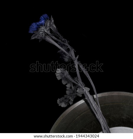 Blue dry flower on scratching vinyl record music closeup background. Low key night photo. Nostalgia music pattern. Vinyl plate. Melancholy vintage stylized photo.