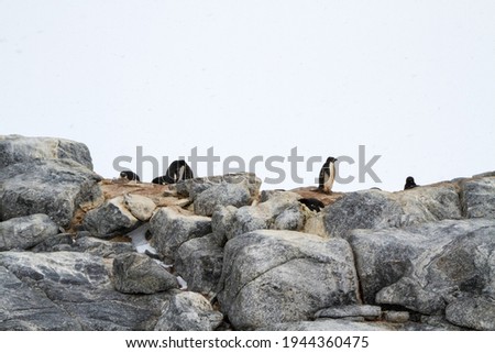 penguins stand on tall rocks on the ocean coast