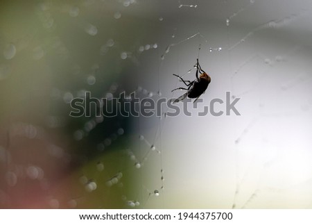 Green Hornet stuck in Spider Web 
