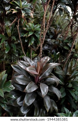 Broadleaf Palm Lily Plant High Res Stock Images